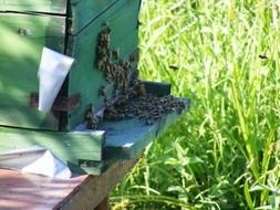 honey bees on front of hive