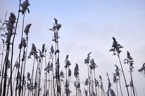 bush of wild grass in winter