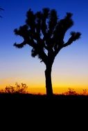 tree silhouette at sunset