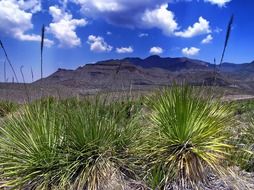 landscape with scenic mountains of texas