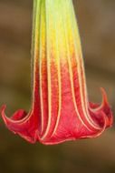 bell shaped flower