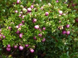 purple cranberries in Chile