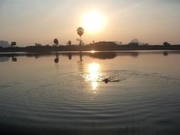 swimming dog at sunset, thailand