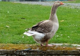 gray goose bird on green grass