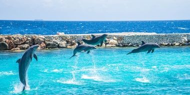 flock of jumping dolphins