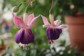 macro view of amazing beauty natural purple flowers