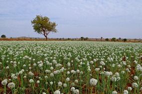 landscape of field of flowering onions