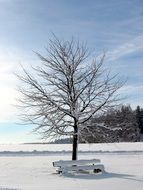 snow-covered bench near a lonely tree