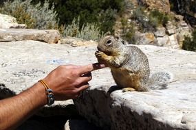 male hand feeding grey squirrel