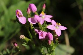 pink flowers of common centaury