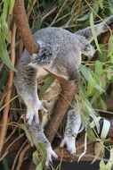 koala animal sitting on the tree