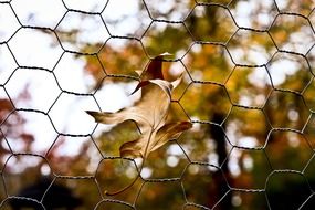 Dried leaf on a wire fence close-up on a blurred background