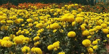 Field of the beautiful, blooming yellow and orange marigold flowers in India