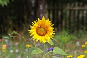 amazing beauty sunflower