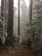 Frost on the trees in the forest