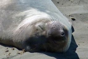 seal sleeping on a sand