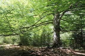 green tree in the middle of the forest