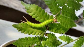 two horned green caterpillar on leaf