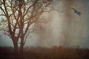gloomy tree way