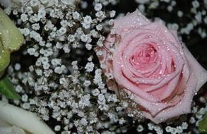 flower bouquet in water droplets