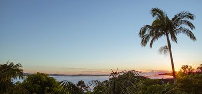 tropical palm trees on the coast in the resort area