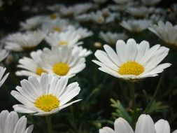 daisy garden flower