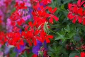 sea of colorful geranium flowers in a garden