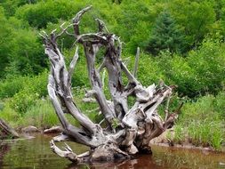 natural art tree in water silhouette