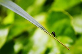 a fly sitting on the green leaf on a blurred background