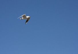 seagull in flight at clear blue sky