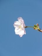 side view on a flower ornamental cherry
