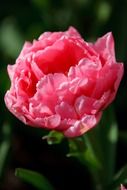 pink blossomed tulip