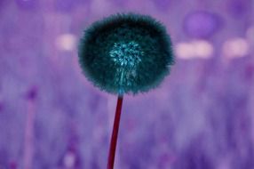 dandelion with seeds under dark light