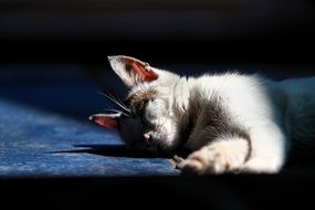 domestic cat sleeps in light and shadow