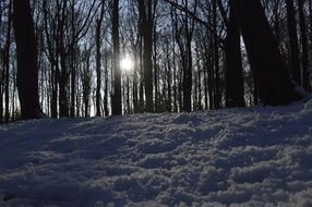 snow forest sun in branches evening view