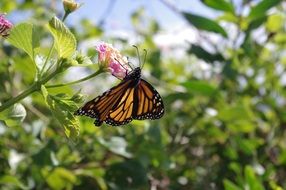 butterfly with colorful wings on a flower