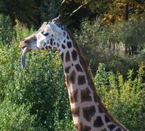 long neck giraffe in nature