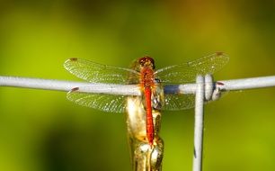 dragonfly on the metal fence