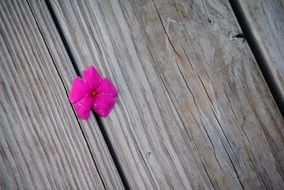 pink flower on a wooden bench
