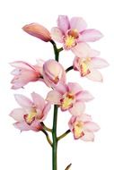 Pink orchid flowers