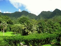 green forest in Hawaii