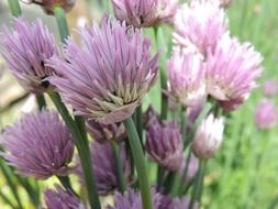 Picture of chive flowers