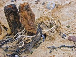 flotsam and jetsam coast