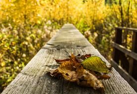 autumn leaves on a wooden board