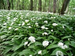 Beautiful colorful wild garlic in summer