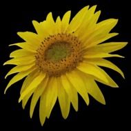 sunflower on black background