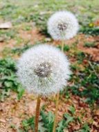 two dandelion seed heads