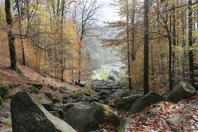 Beautiful and colorful landscape with the stones in the forest