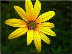 yellow daisy flower at deep green background