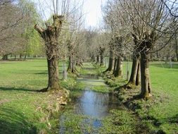 plane trees by a small pond